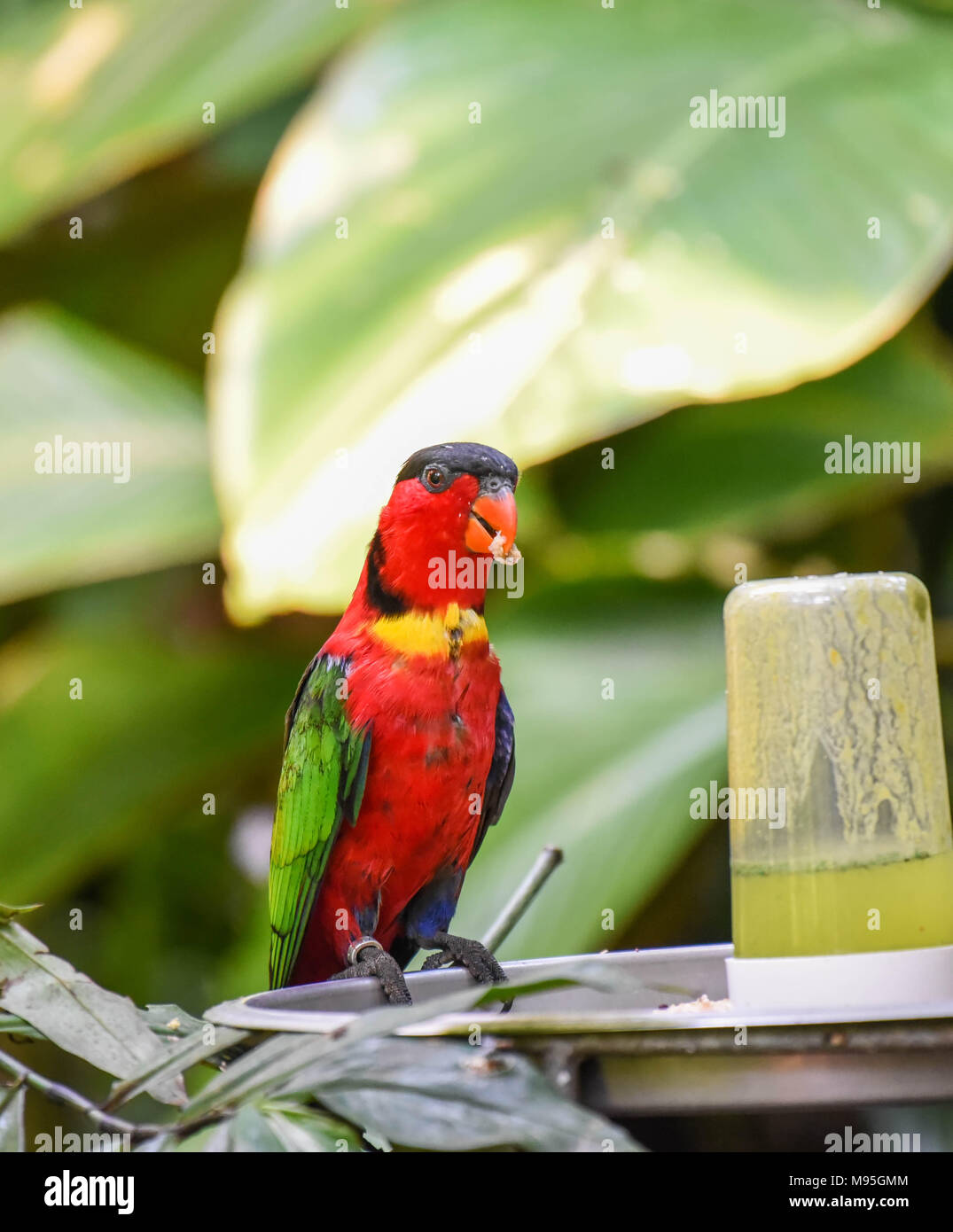 rain forest paraqeet Stock Photo - Alamy