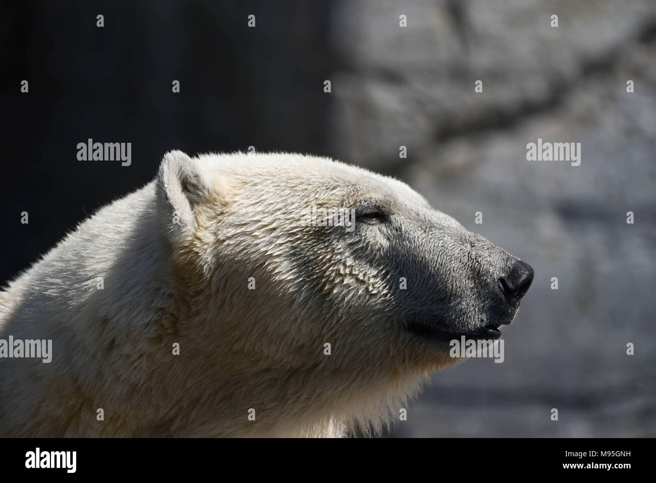 Polar bear abstract hi-res stock photography and images - Alamy