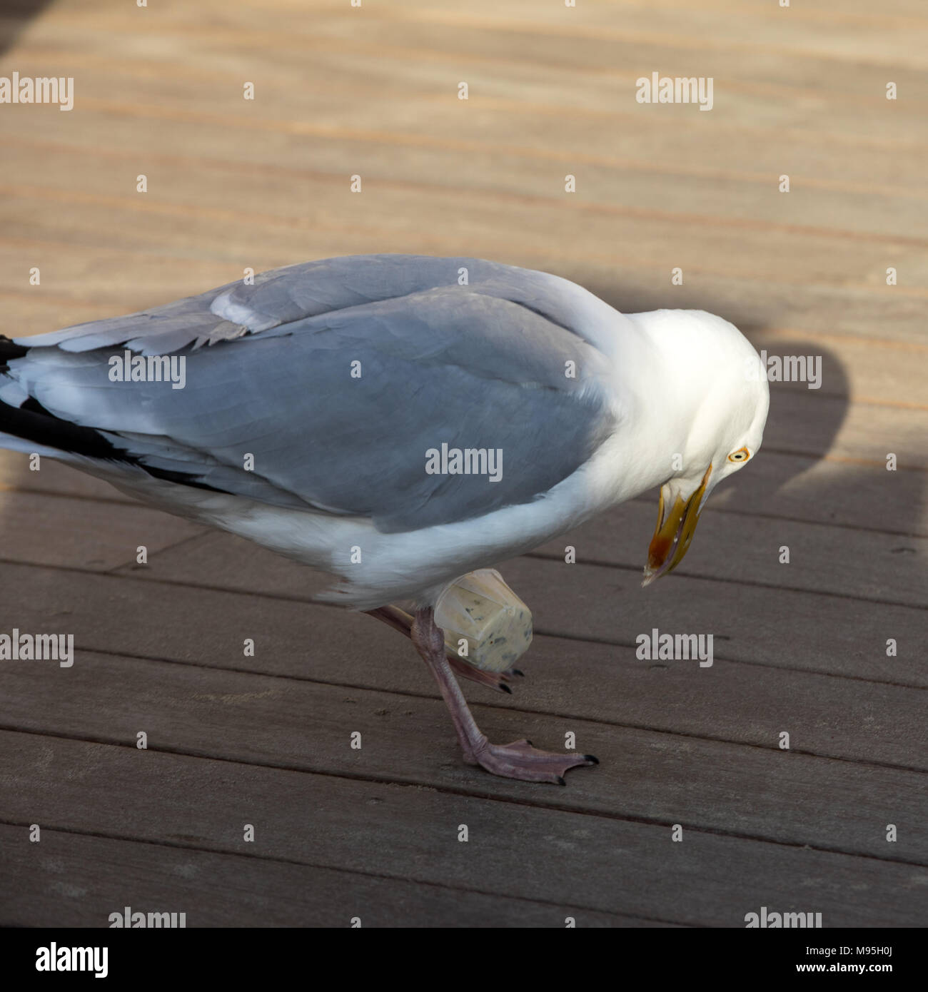Sea bird eating plastic hires stock photography and images Alamy