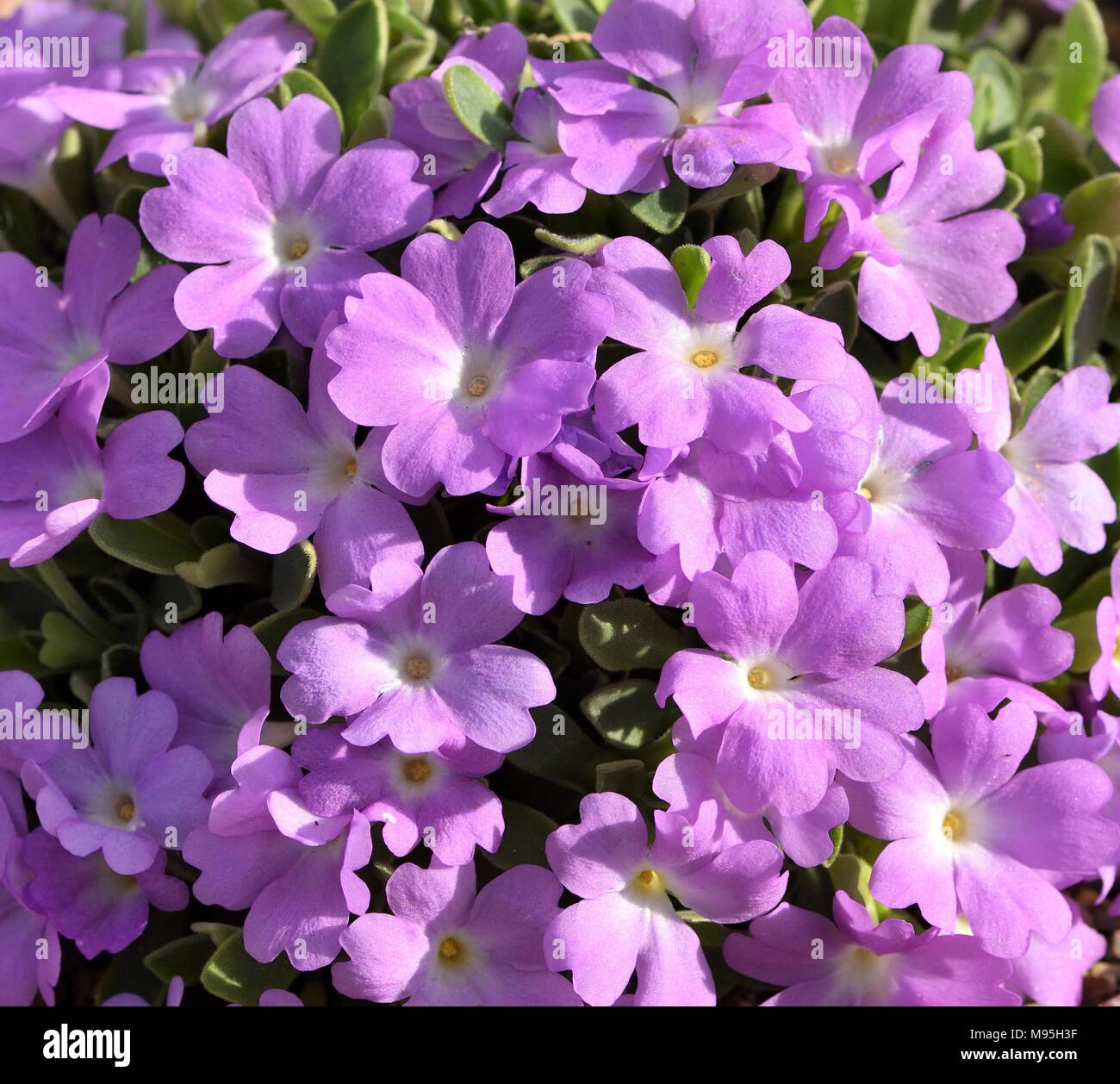 Primula Allionii in flower Stock Photo