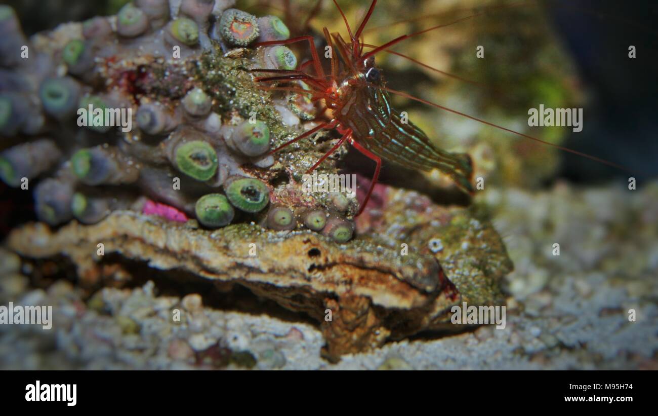 Monaco Peppermint Shrimp - Lysmata seticaudata Stock Photo