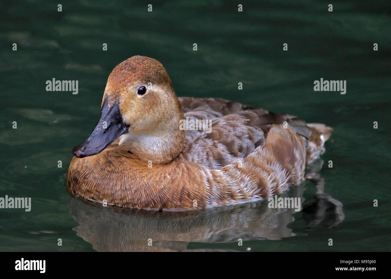Canvasback Duck (aythya valisineria) female Stock Photo