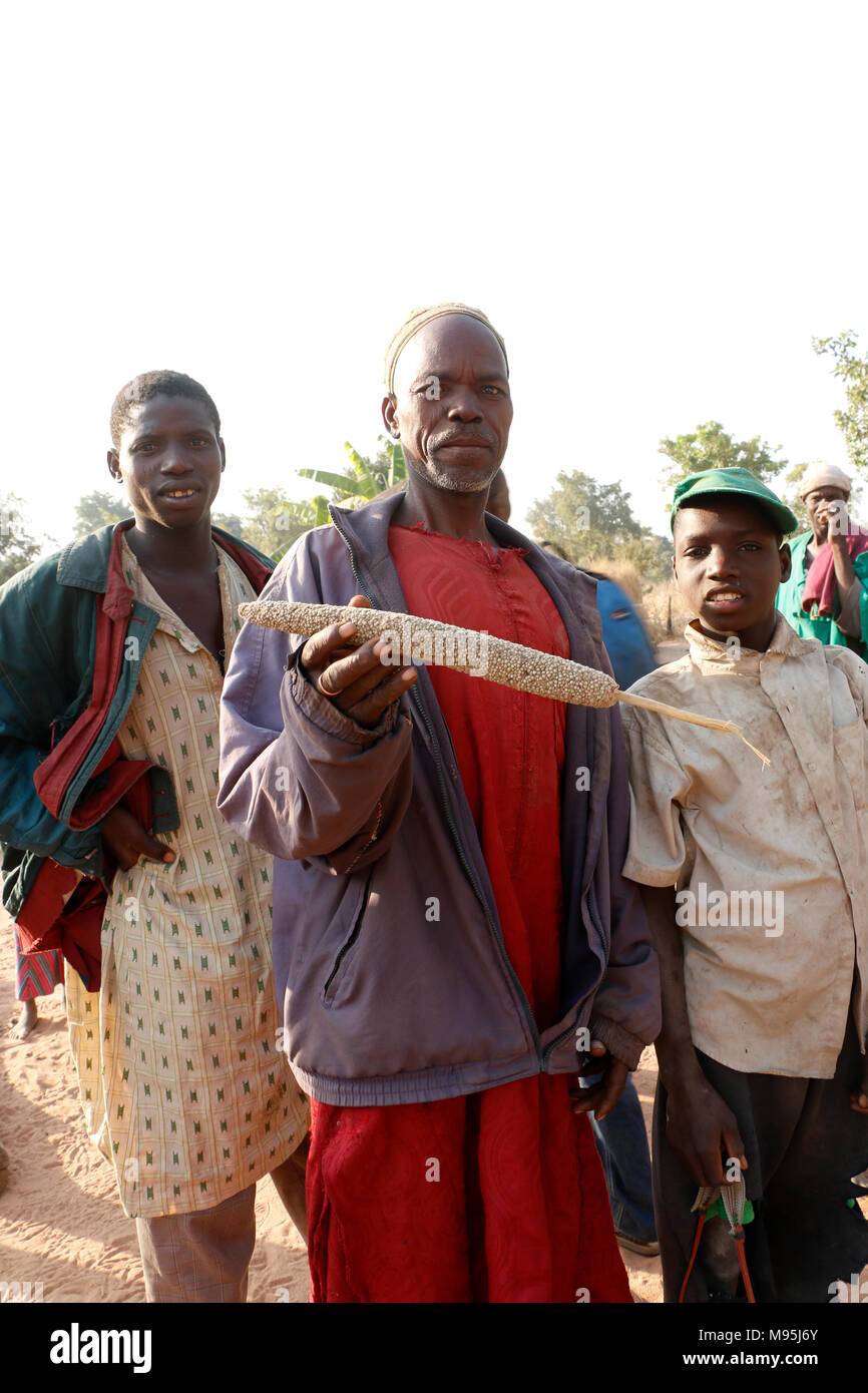 Millet a cereal eaten a lot in the tribal village in benin. The grains