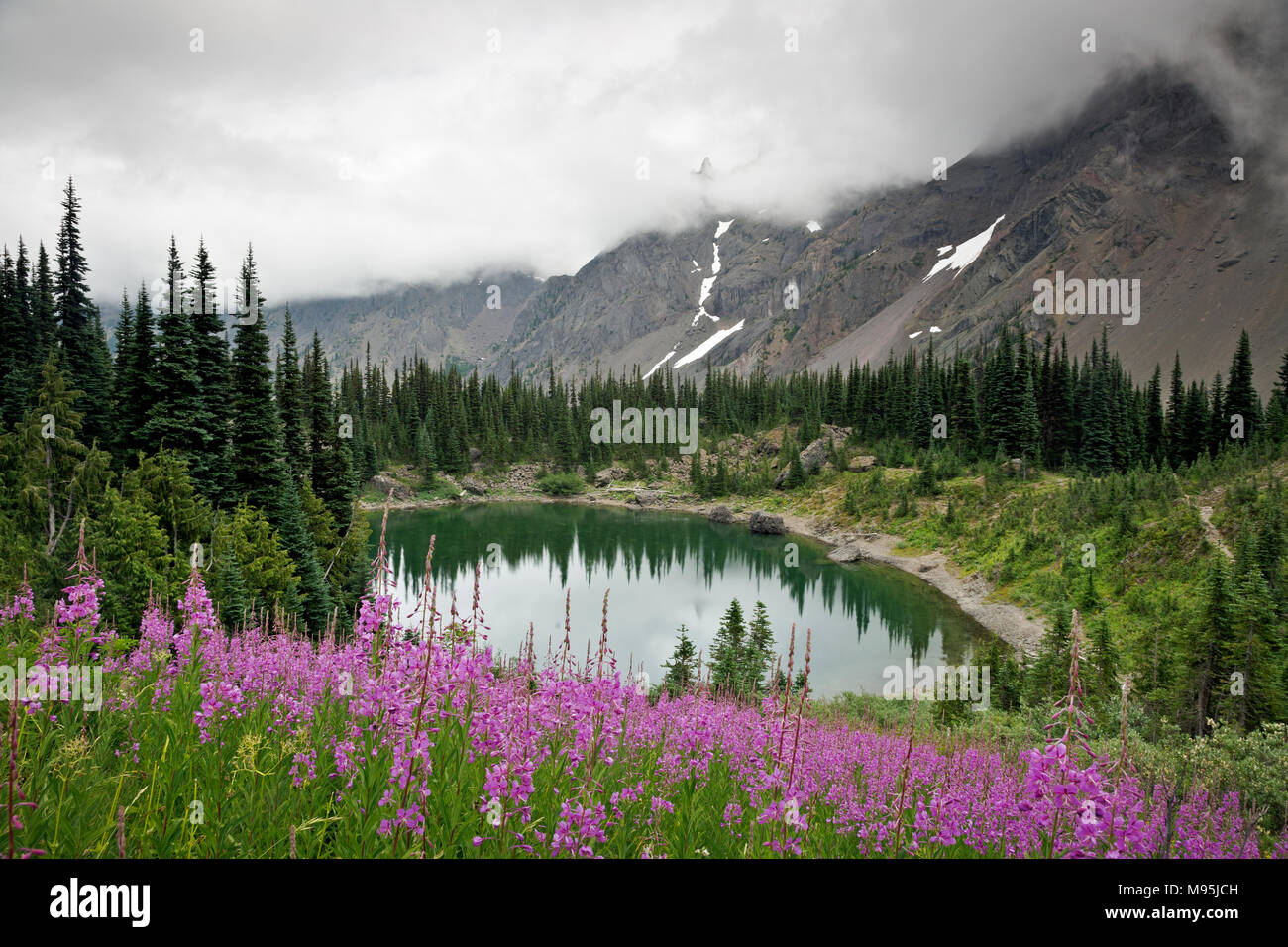 WA13895-00...WASHINGTON - Hill covered with colorful fireweed above Home Lake in the Dungeness River Valley area of Olympic National Park. Stock Photo