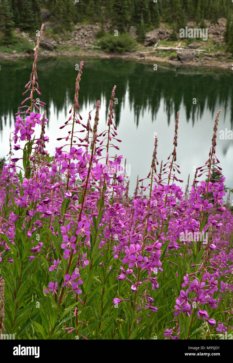 WA13896-00...WASHINGTON - Hill covered with colorful fireweed above Home Lake in the Dungeness River Valley area of Olympic National Park. Stock Photo