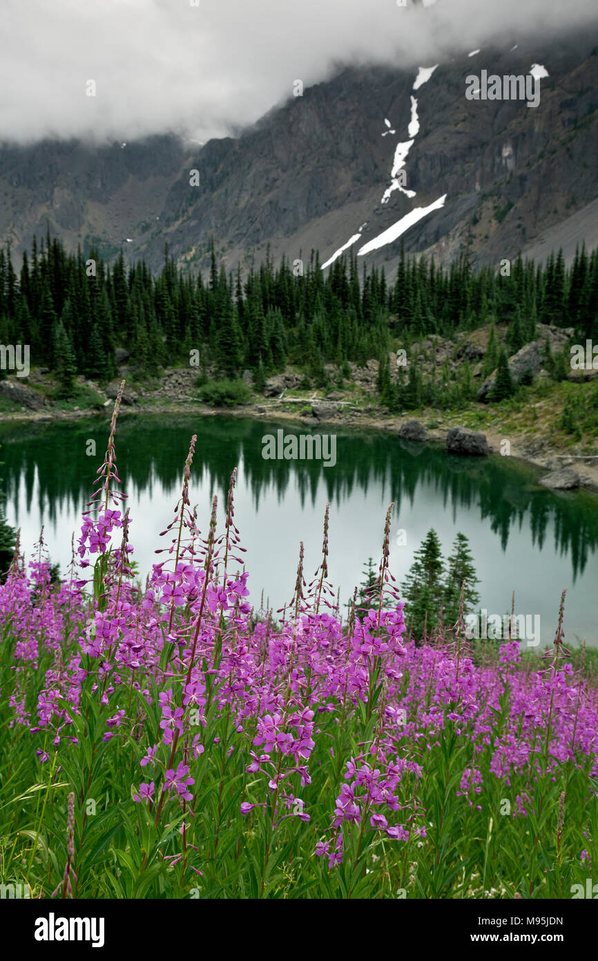 WA13897-00...WASHINGTON - Hill covered with colorful fireweed above Home Lake in the Dungeness River Valley area of Olympic National Park. Stock Photo