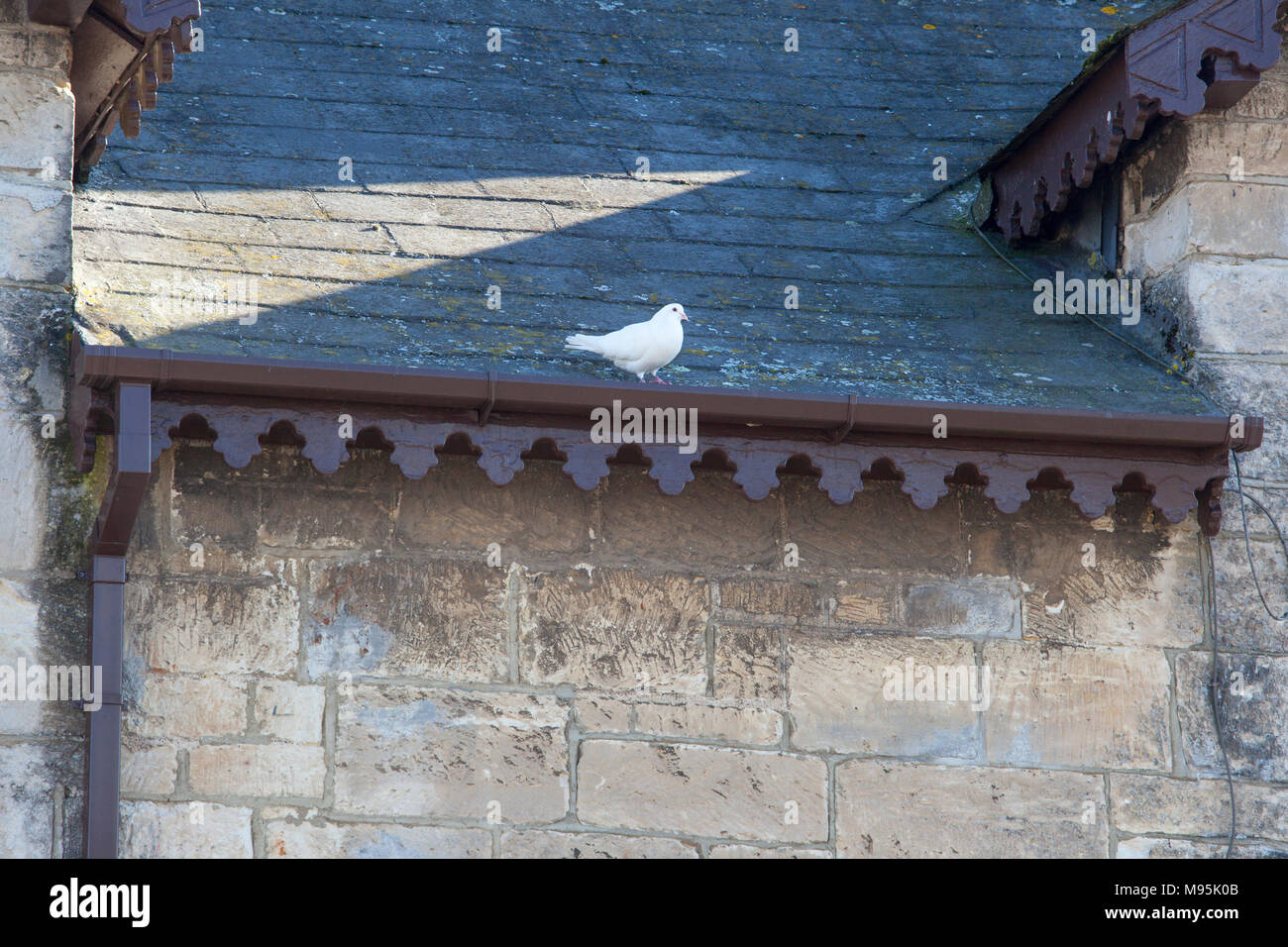 white dove on a roof Stock Photo