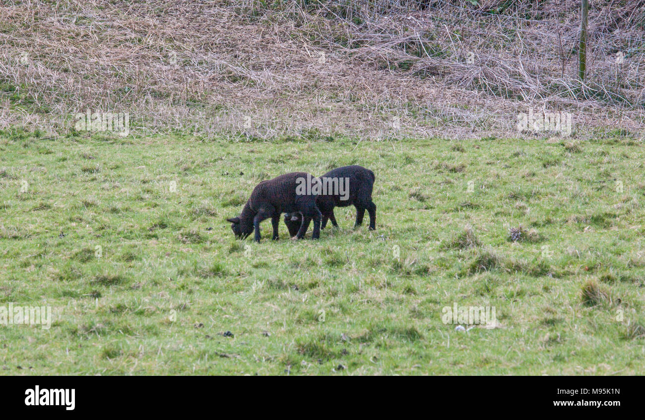 black lambs Stock Photo