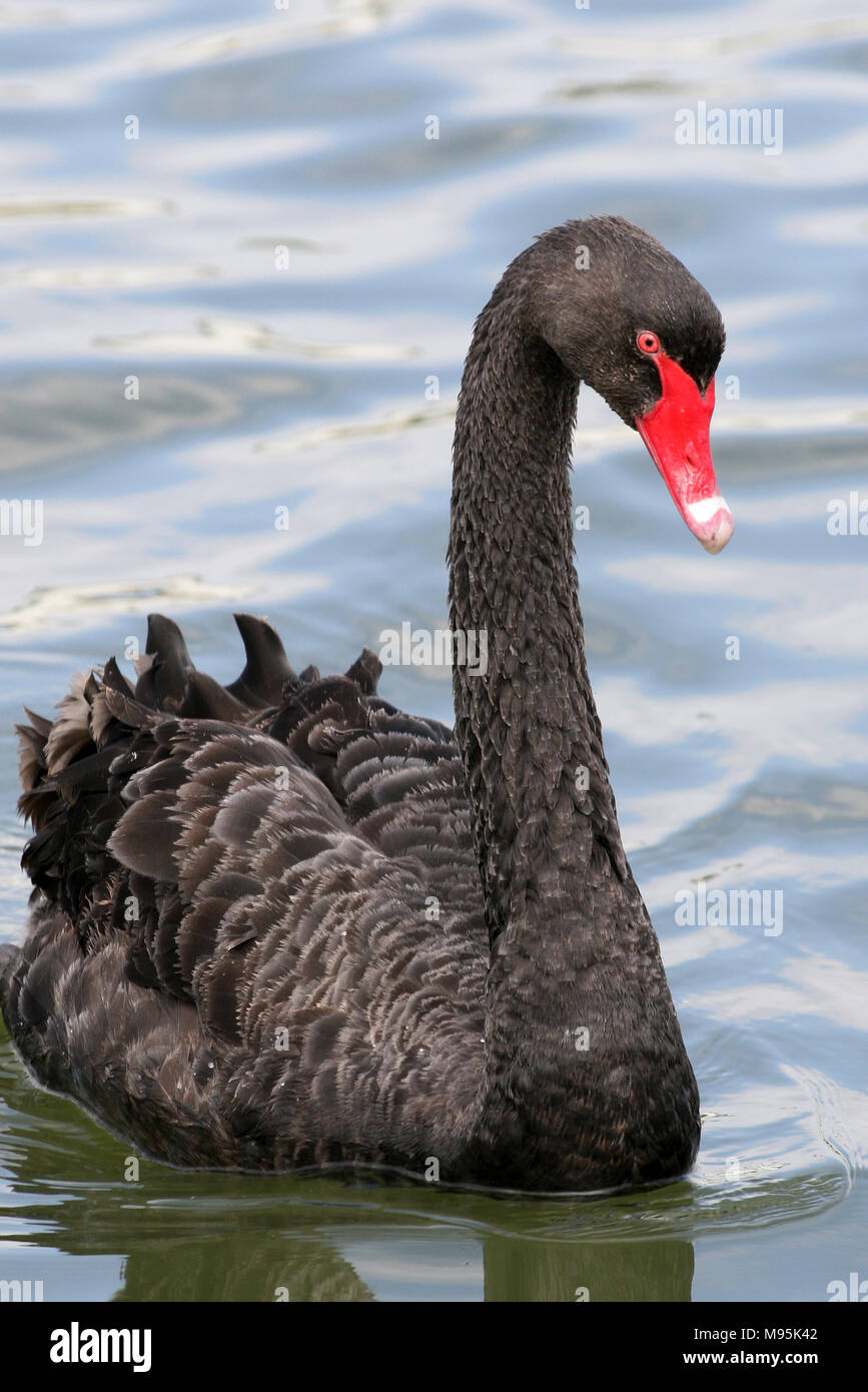 Black Swan Cygnus atratus Stock Photo