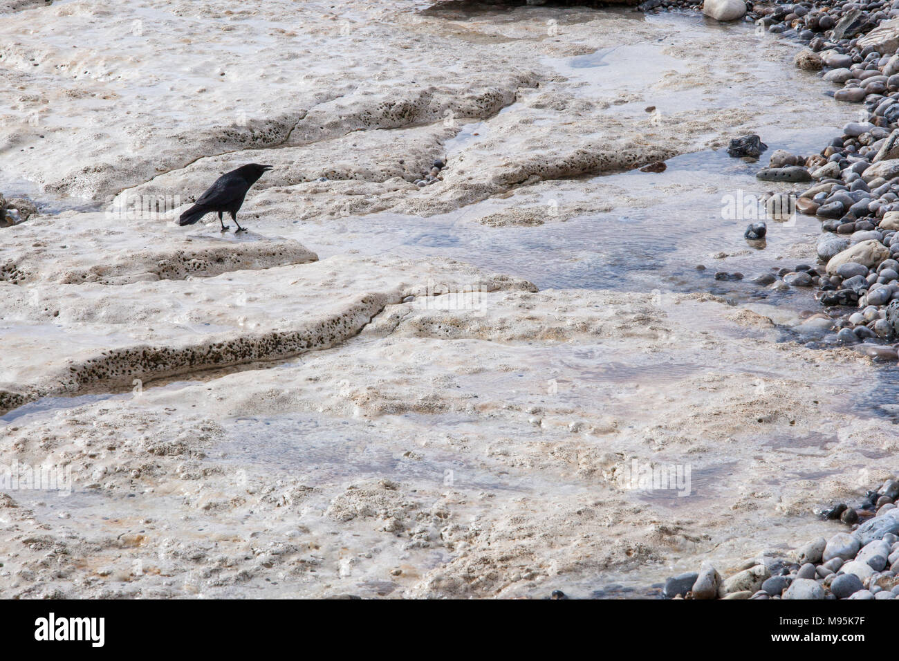 crow on sea rocks Stock Photo
