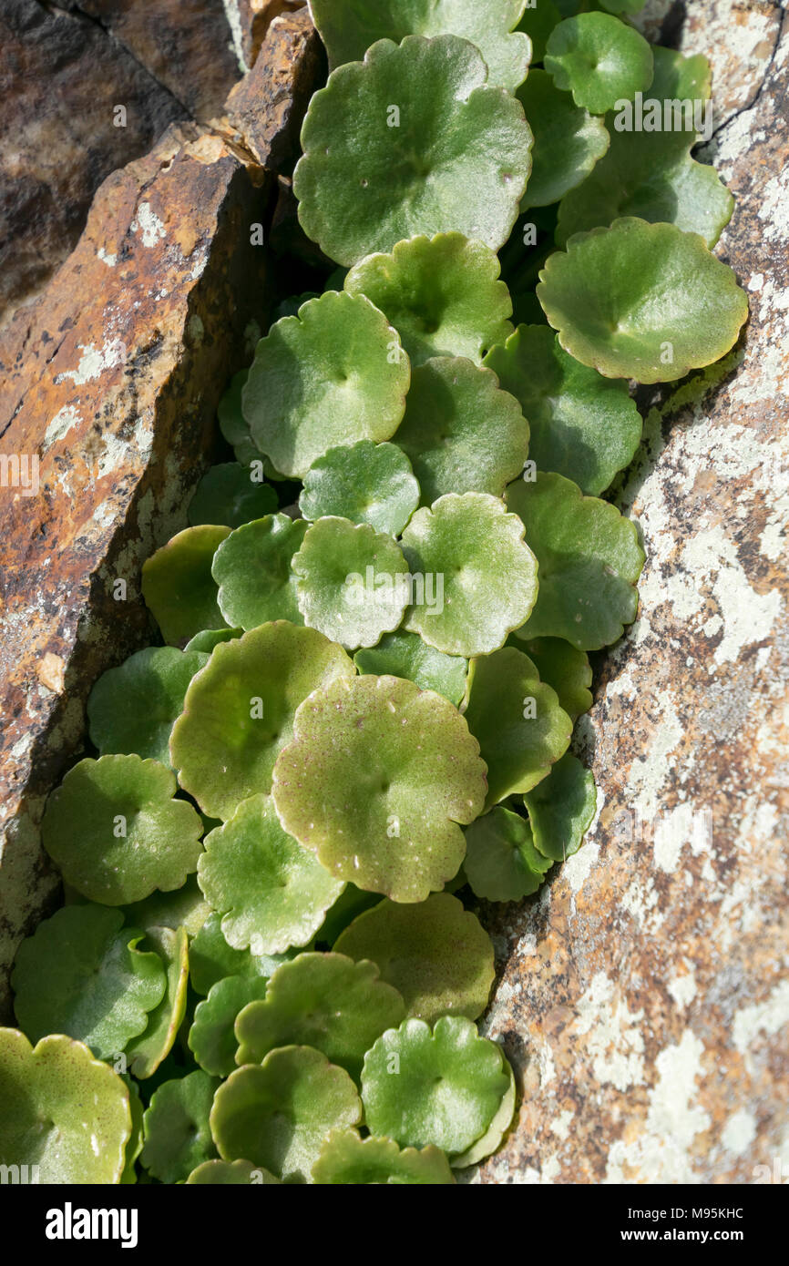 Navelwort or Wall Pennywort Herb a member of the Stonecrops Stock Photo