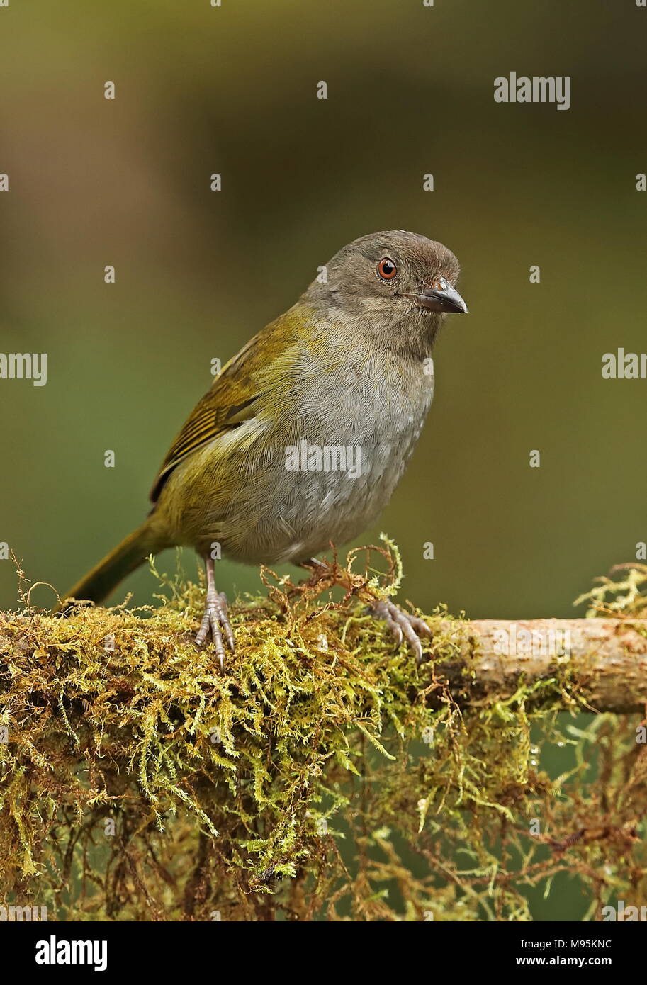 Common Bushtanager (Chlorospingus flavopectus phaeocephalus) adult