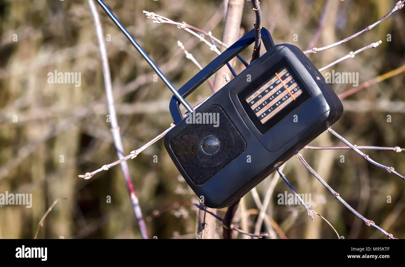 On the branches of the tree hangs a small radio on batteries during a ...