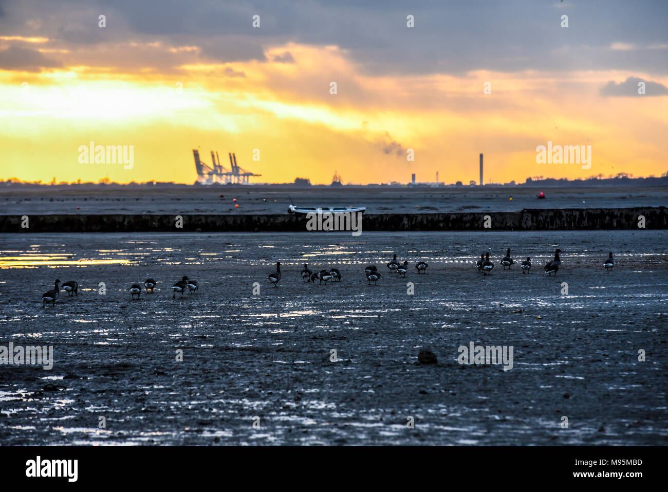 Sunset behind Two Tree Island and Canvey Island from Leigh on Sea, Essex, UK, with DP World London Gateway port cranes. Geese Stock Photo