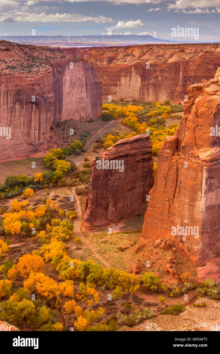 Conttonwood Tree Hi res Stock Photography And Images Alamy conttonwood-tree-hi-res-stock-photography-and-images-alamy