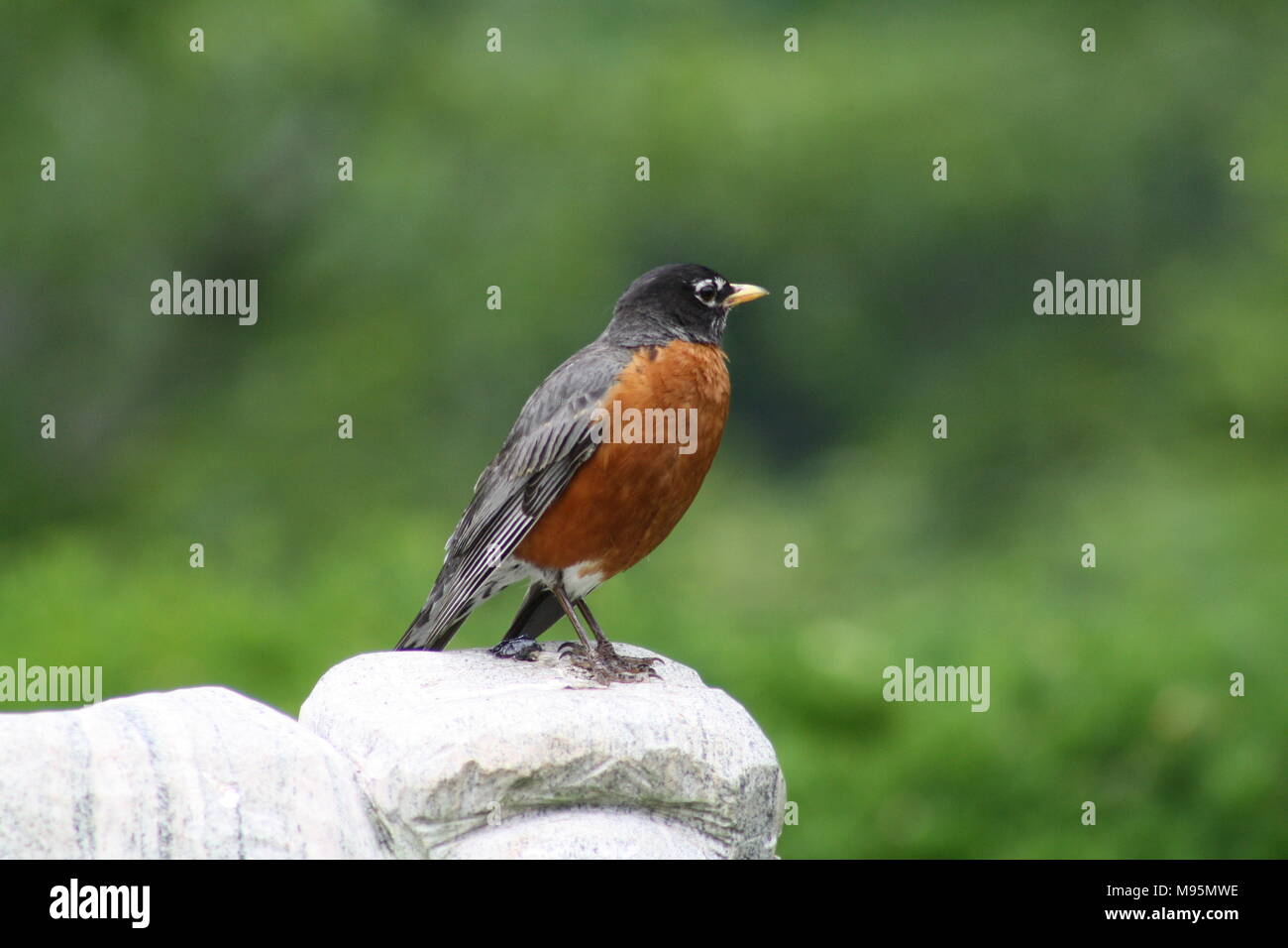 Bird watching near high park Toronto Stock Photo Alamy