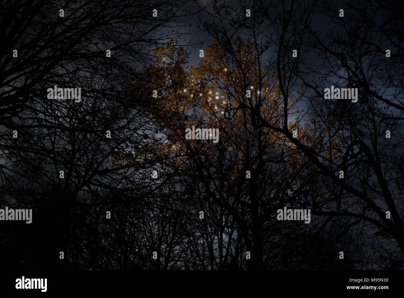 Lights In The Trees Stock Photo Alamy
