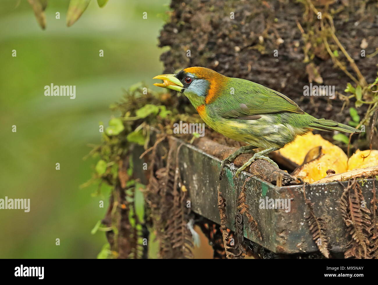 Red Headed Barbet Eubucco Bourcierii Adult Female Perched On
