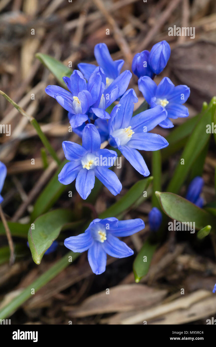 Blue flowered early spring #Glory of the Snow# hardy bulb, Chionodoxa sardensis Stock Photo