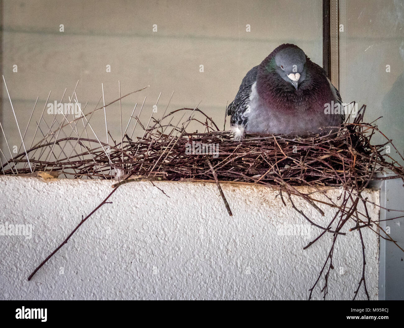 Pigeon contentedly nesting on a wall covered with pigeon spikes at Slimbridge in Gloucestershire UK Stock Photo