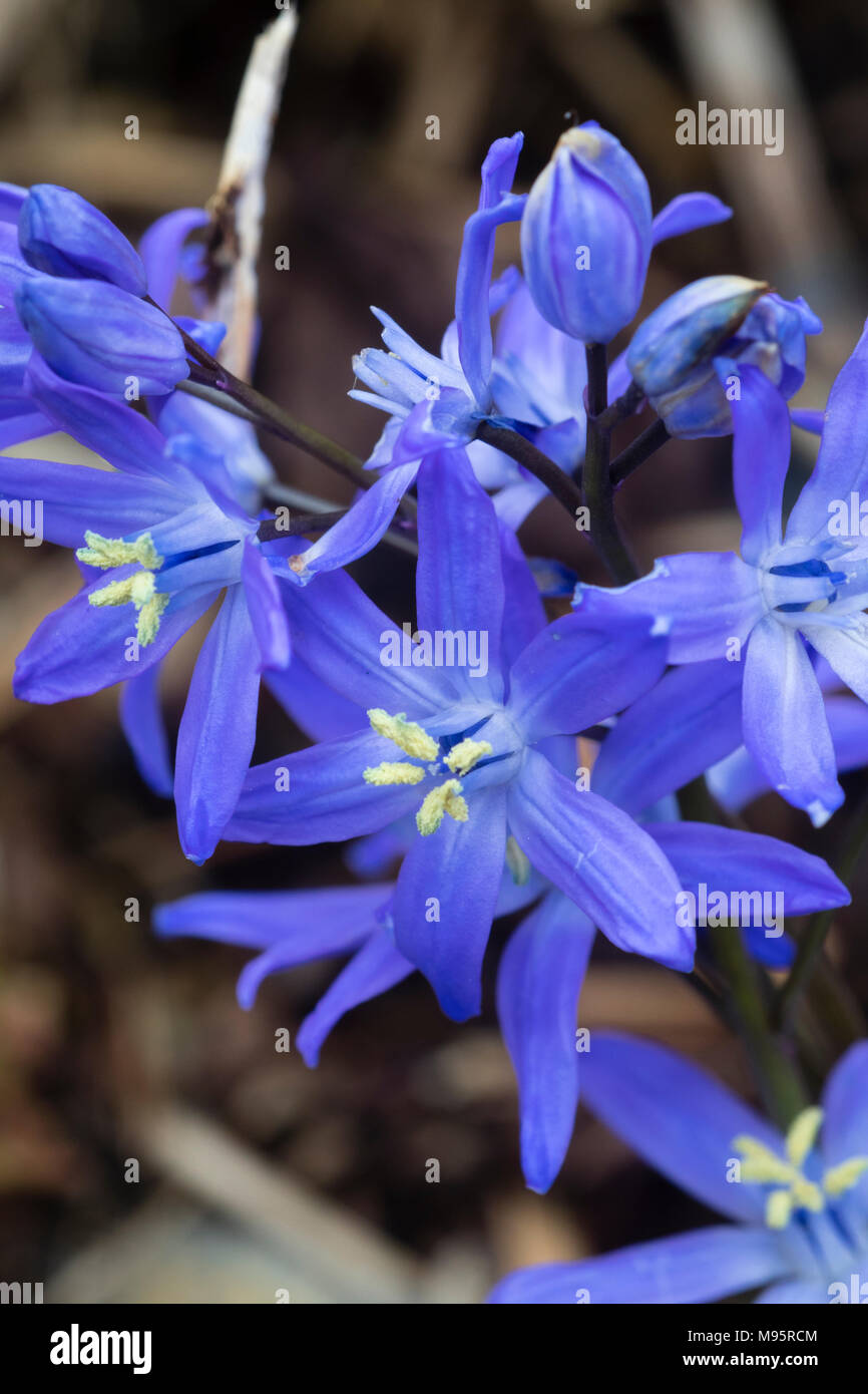 Blue flowered early spring #Glory of the Snow# hardy bulb, Chionodoxa sardensis Stock Photo