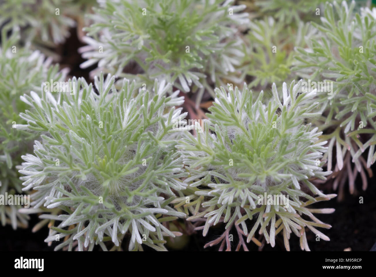 Miniature mounds of hairy evergreen silvery foliage of the hardy alpine garden plant Cotula hispida Stock Photo