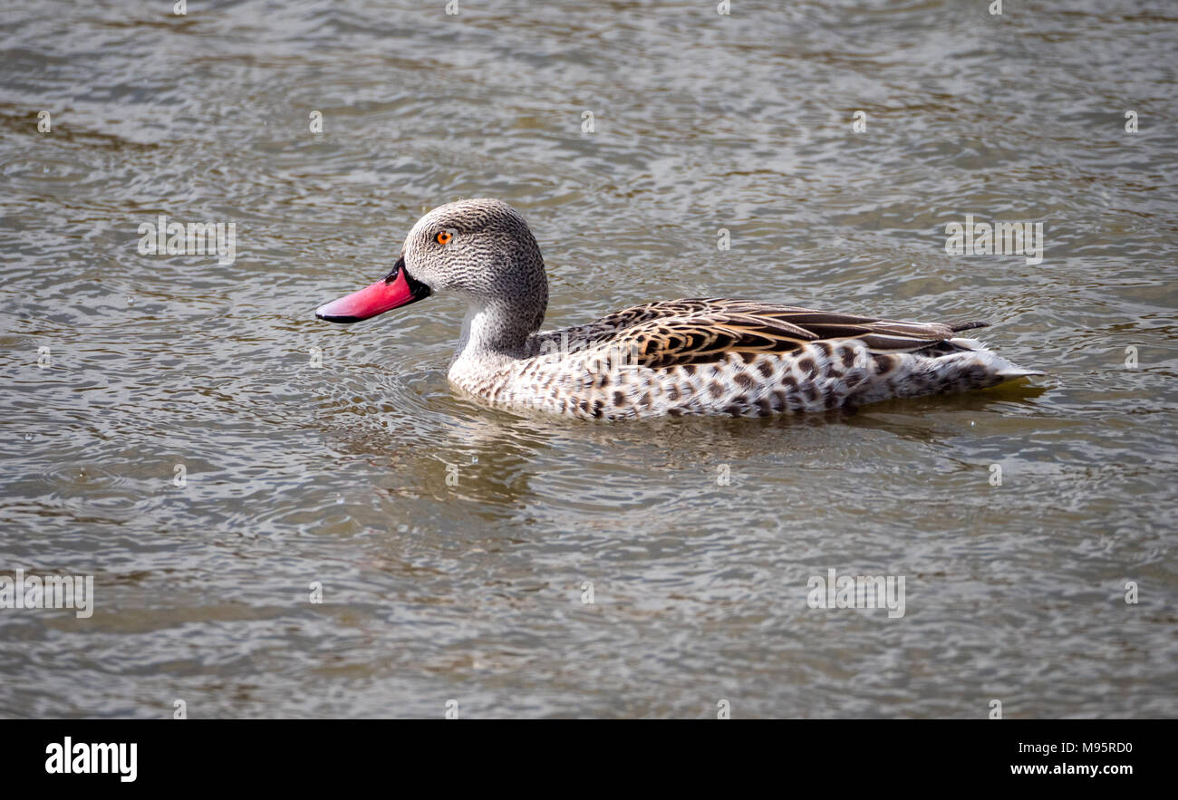 Cape teal Anas capensis - a dabbling duck of sub Saharan Africa seen here as a captive bird at Slimbridge Gloucestershire UK Stock Photo