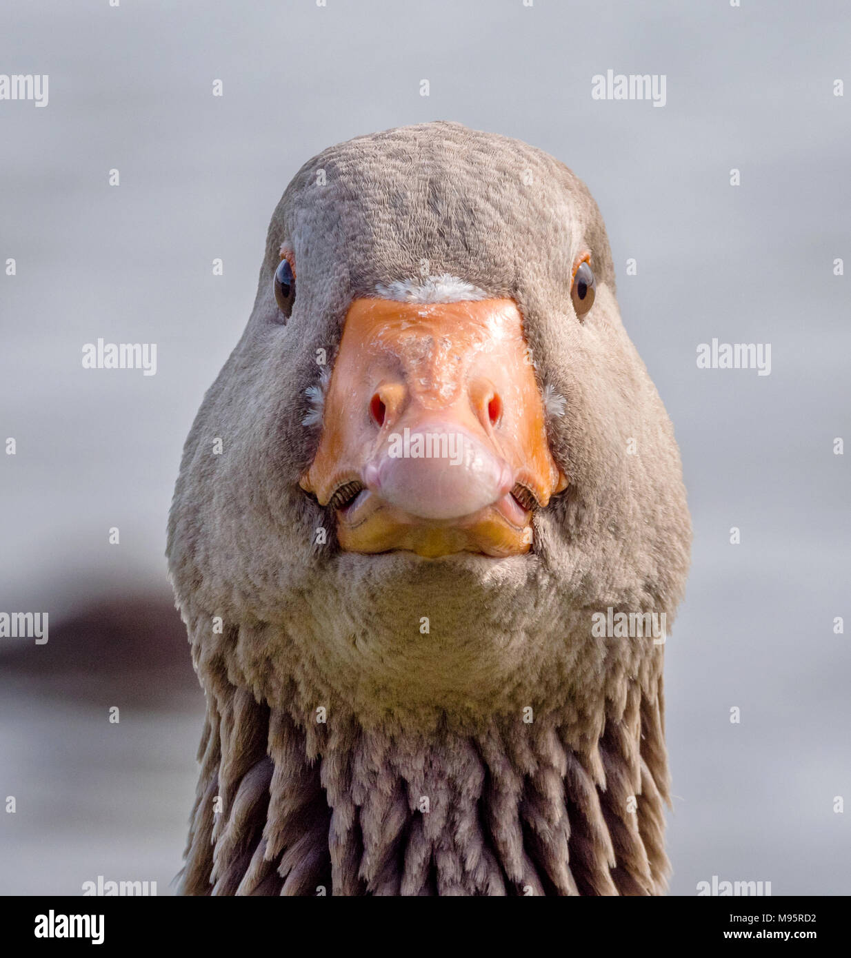 Head portrait of greylag goose Anser anser at Slimbridge Wildfowl and Wetlands Centre Gloucestershire UK Stock Photo