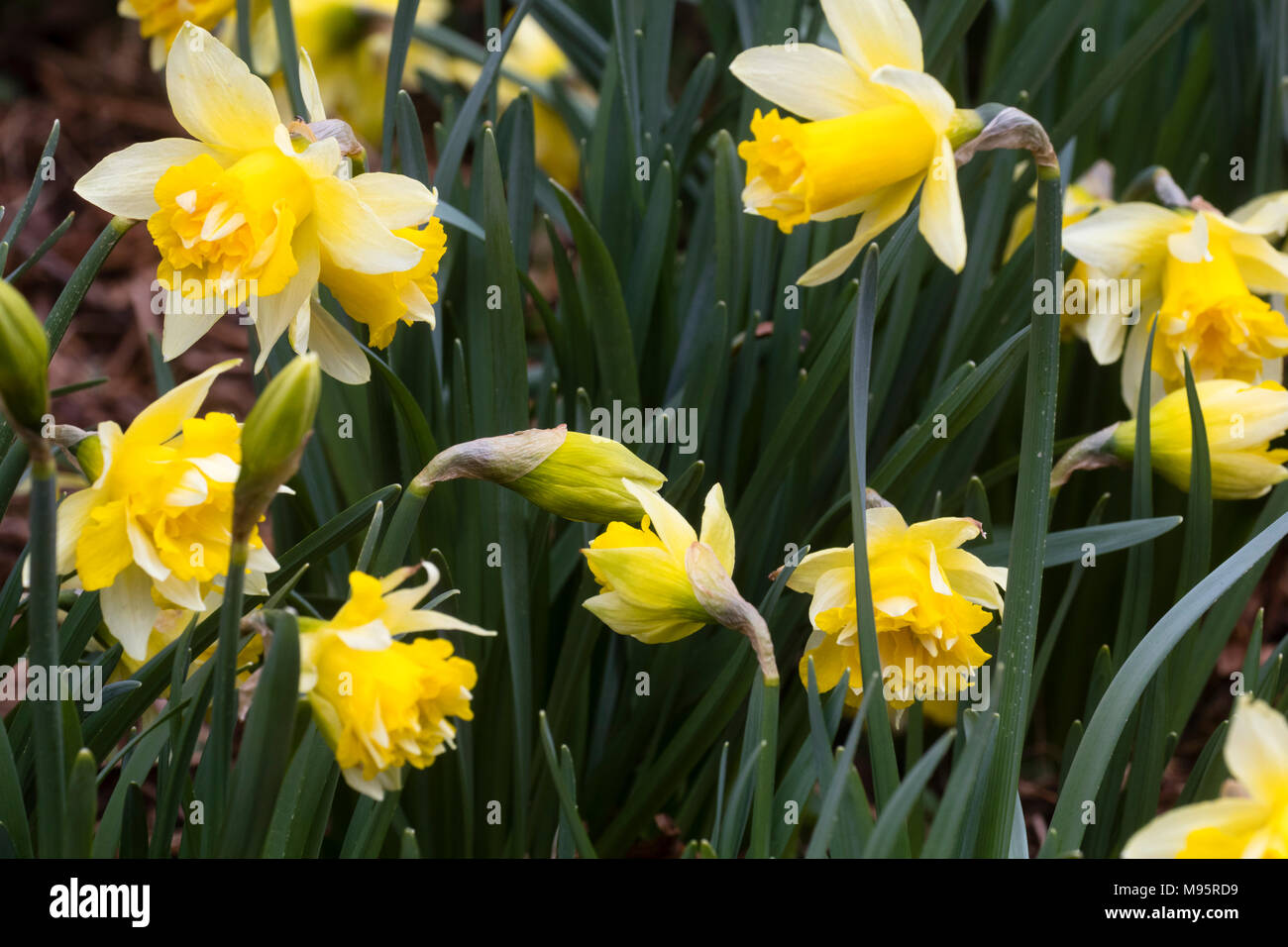 Early flowering yellow trumpets of a double form of the Lent Lily, Narcissus pseudonarcissus, a