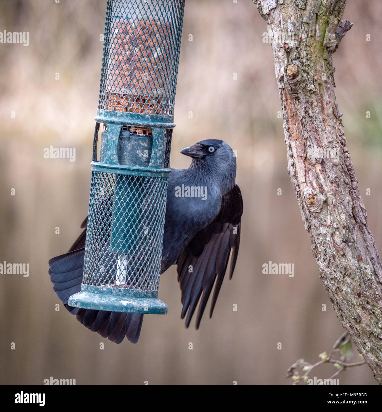 Jackdaw Corvus monedula raiding a small garden bird feeder - Gloucestershire UK Stock Photo