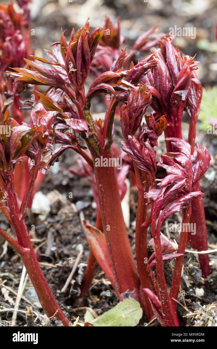 Red stems and young foliage of the peony, Paeonia 'Coral Charm' provide an attractive effect as they emerge in early spring Stock Photo