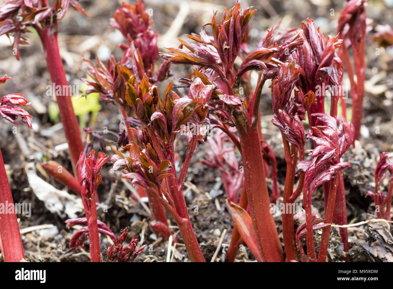 Red stems and young foliage of the peony, Paeonia 'Coral Charm' provide an attractive effect as they emerge in early spring Stock Photo