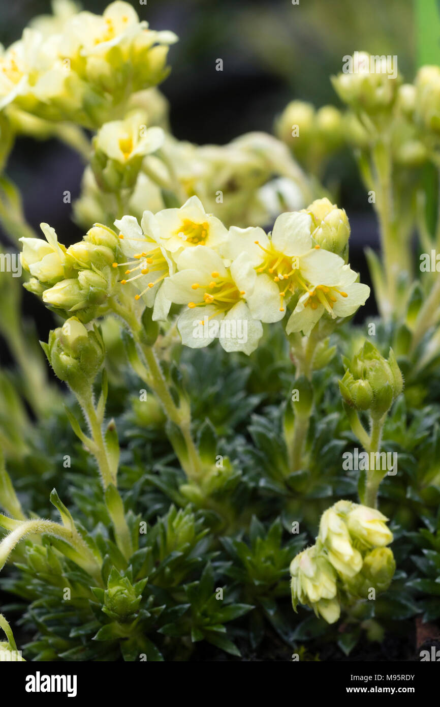 Early spring flowers of the yellow bloomed Kabschia Saxifrage, Saxifraga x apiculata 'Gregor Mendel', a hardy alpine hybrid Stock Photo