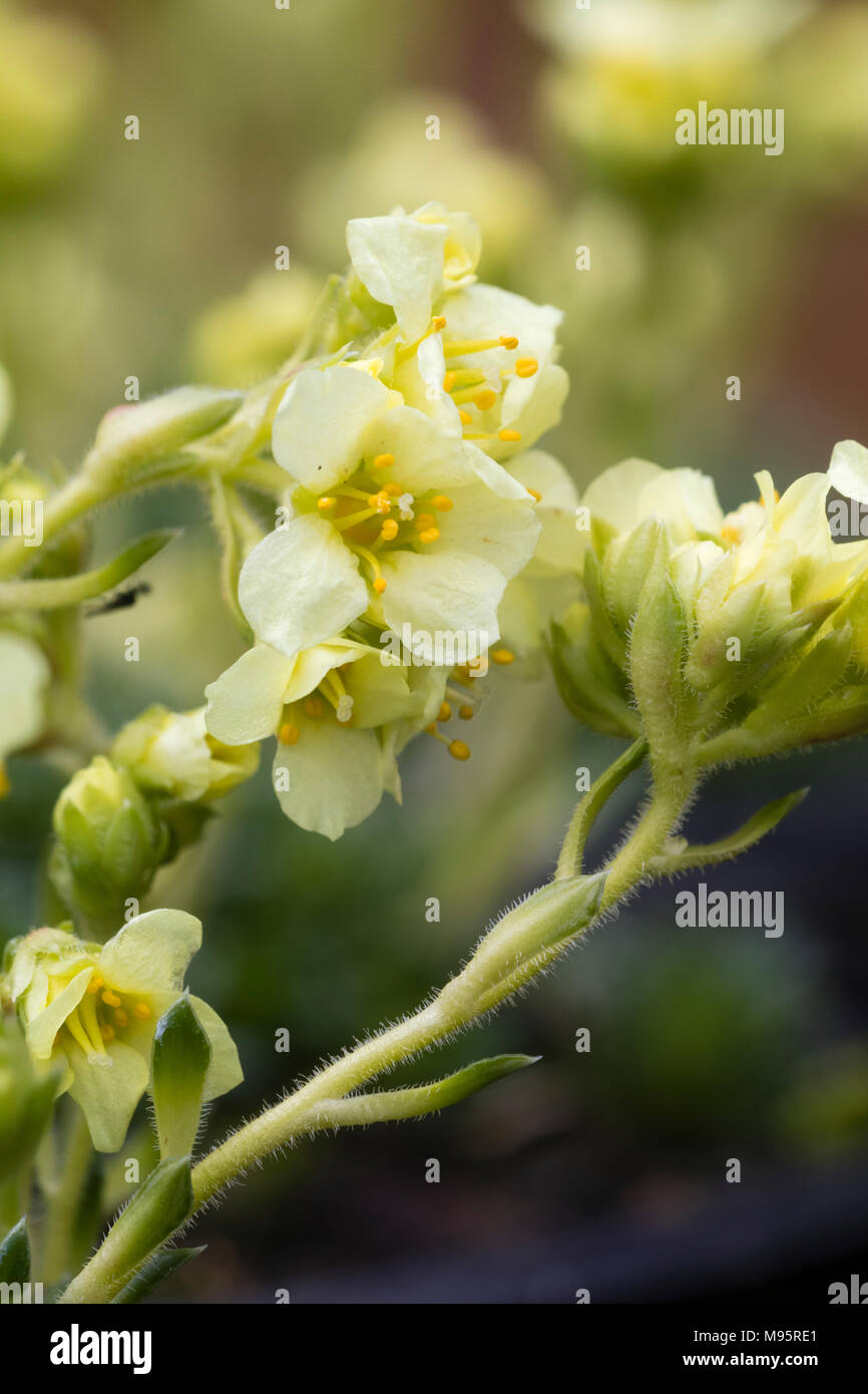Early spring flowers of the yellow bloomed Kabschia Saxifrage, Saxifraga x apiculata 'Gregor Mendel', a hardy alpine hybrid Stock Photo