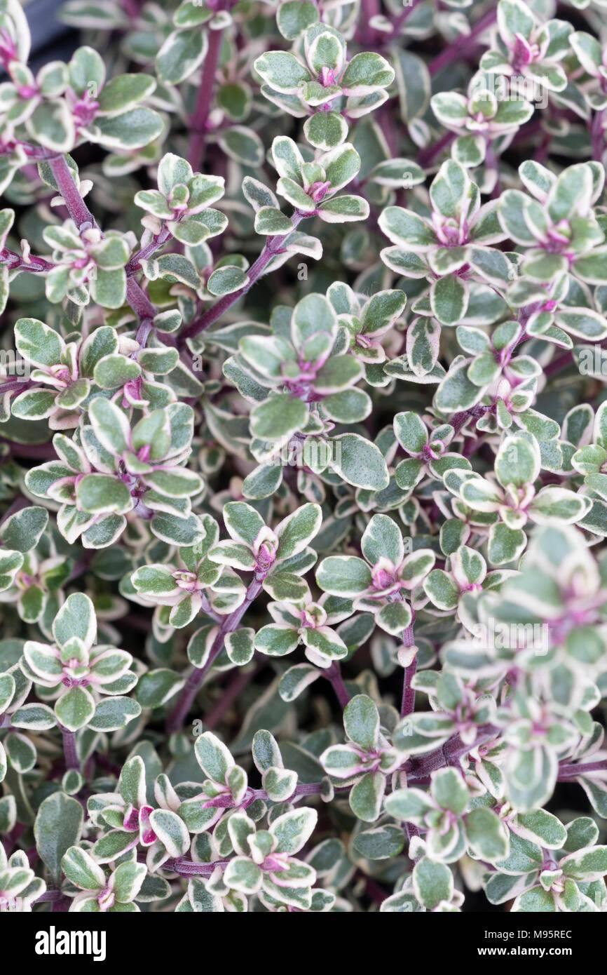 Silver edged variegated foliage of the aromatic, bushy thyme herb, Thymus vulgaris 'Silver Posie' Stock Photo