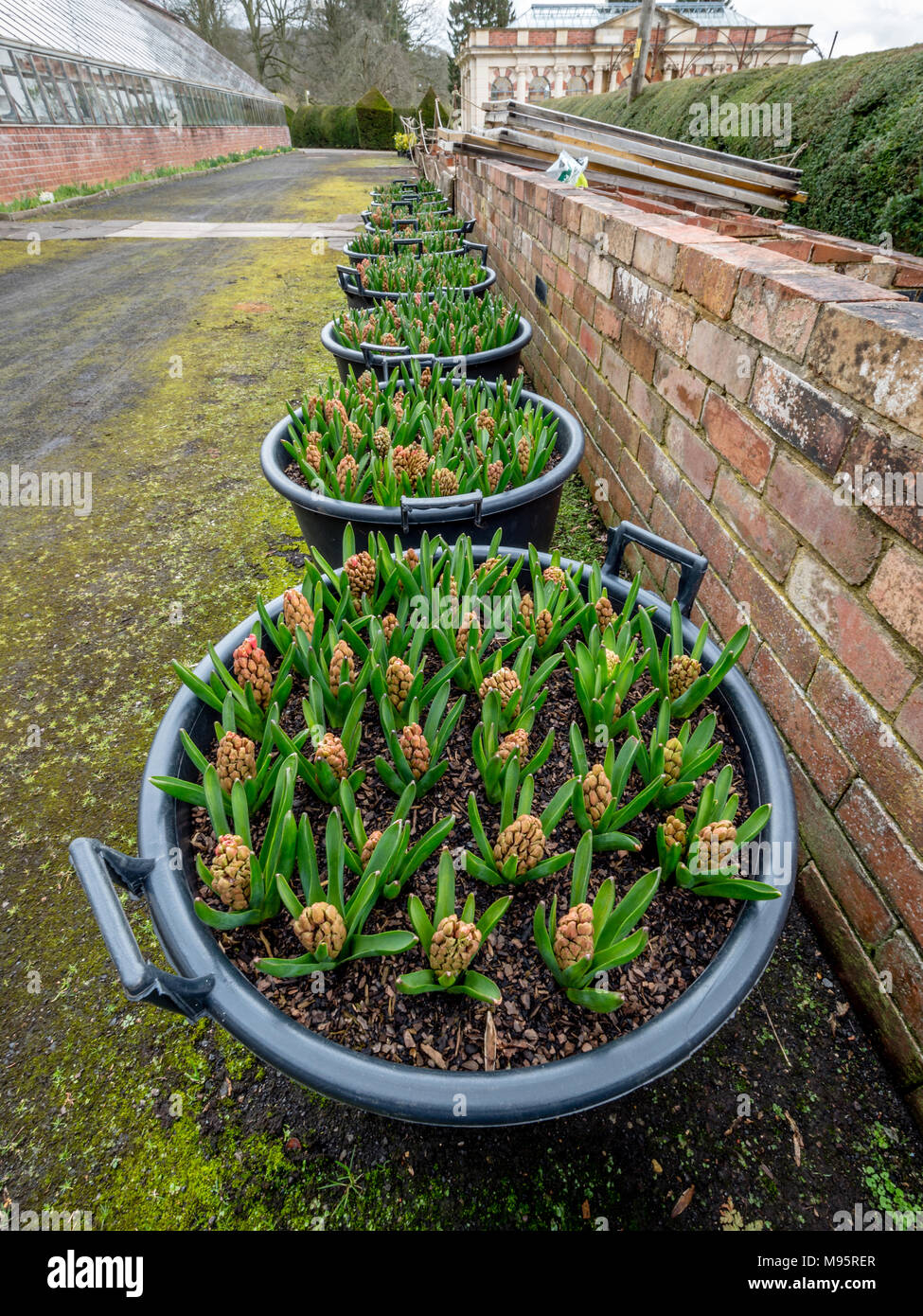 Spring hyacinths in a row of large garden tubs at Tyntesfield House in Somerset UK Stock Photo