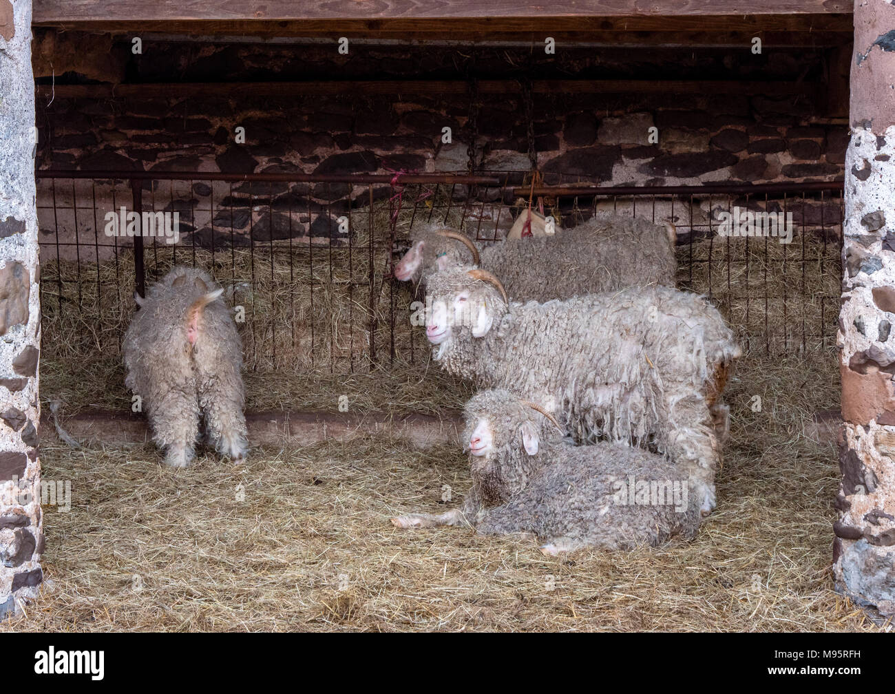 Angora goats in their mohair coats in a barn near Porlock in Somerset UK Stock Photo