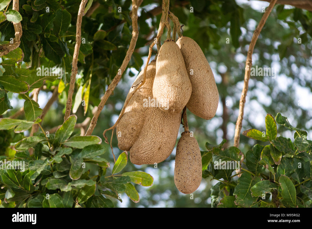 Sausage tree or Kigelia Africana with large fruit Stock Photo - Alamy