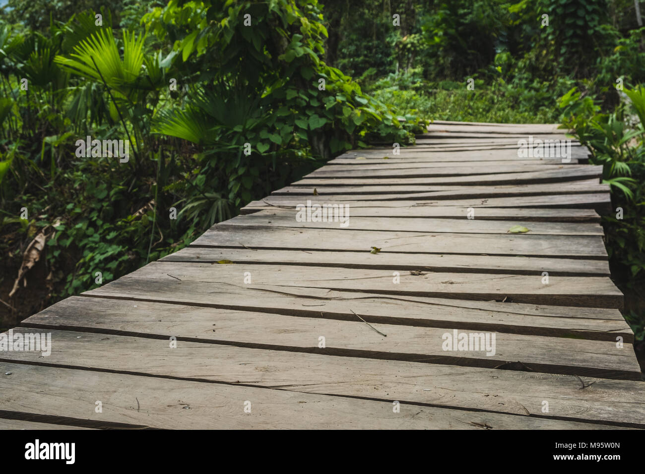 wooden bridge in jungle, wooden walkway in forest landscape  - Stock Photo