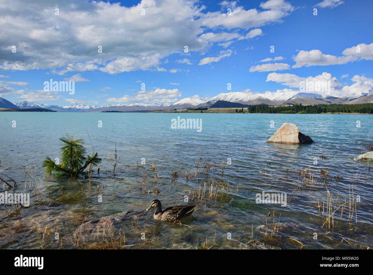 Beautiful view of Lake Tekapo, New Zealand Stock Photo - Alamy