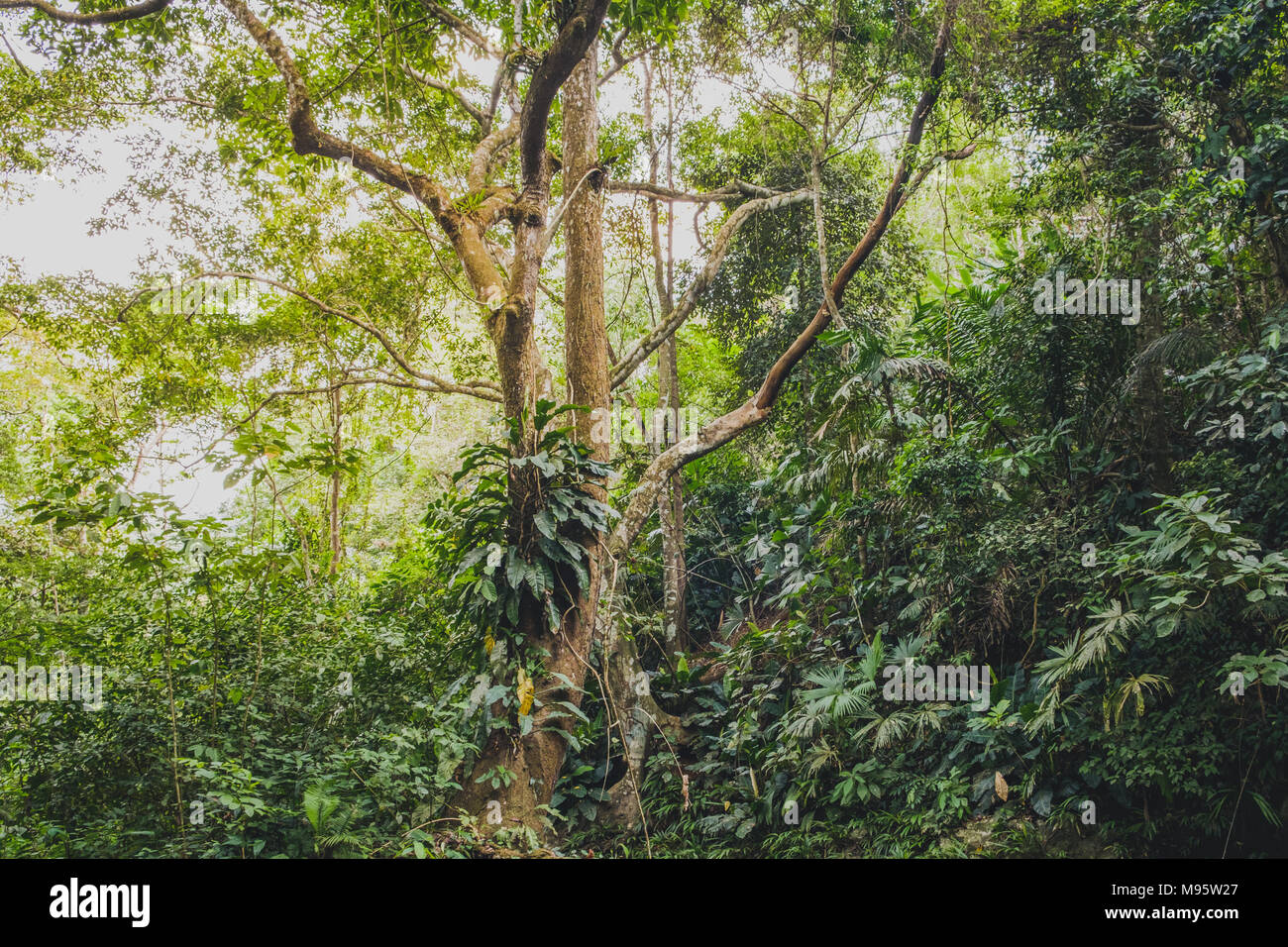 Inside jungle, tree in forest landscape - rainforest vegetation , Stock Photo