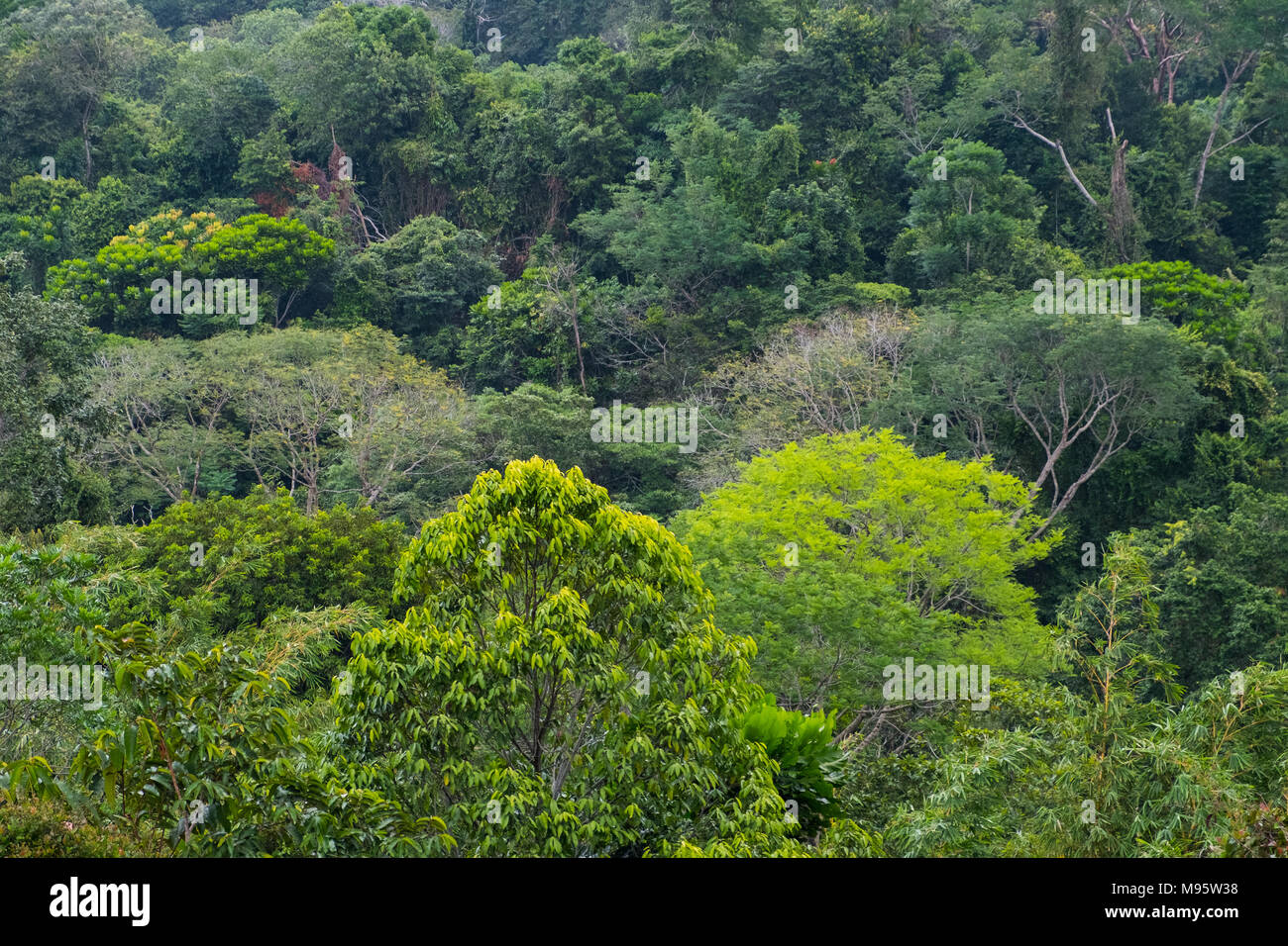 aerial view on forest - aerial view on jungle, rainforest - Stock Photo