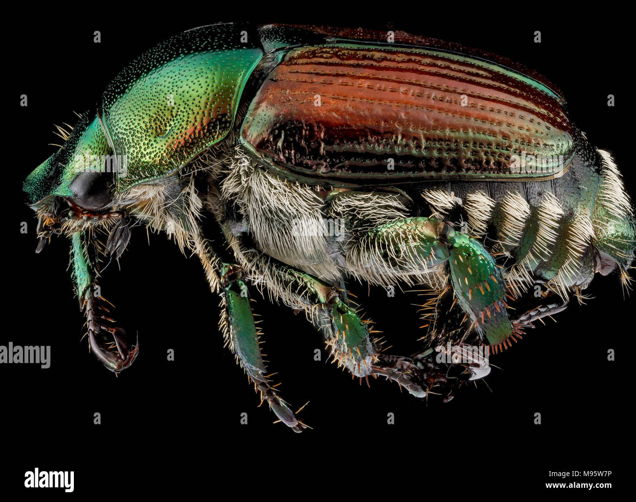 Binomial popillia japonica hi-res stock photography and images - Alamy