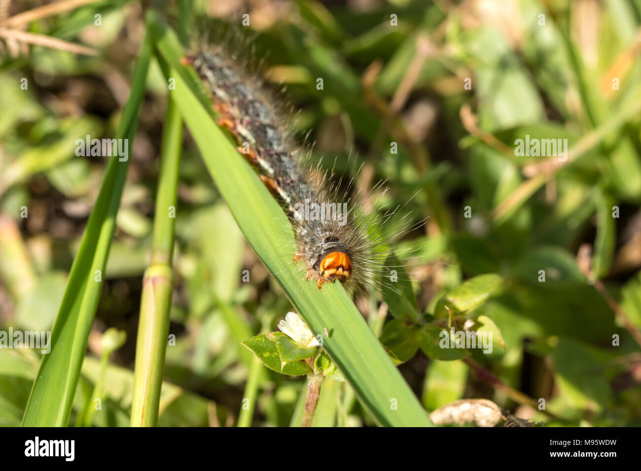 Slug caterpillars eating leaves Stock Photo Alamy