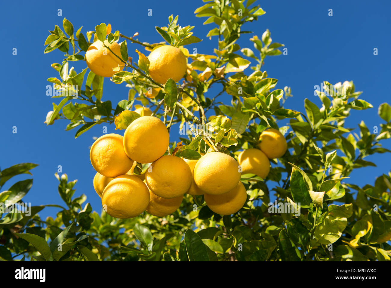 Grapefruit tree hires stock photography and images Alamy