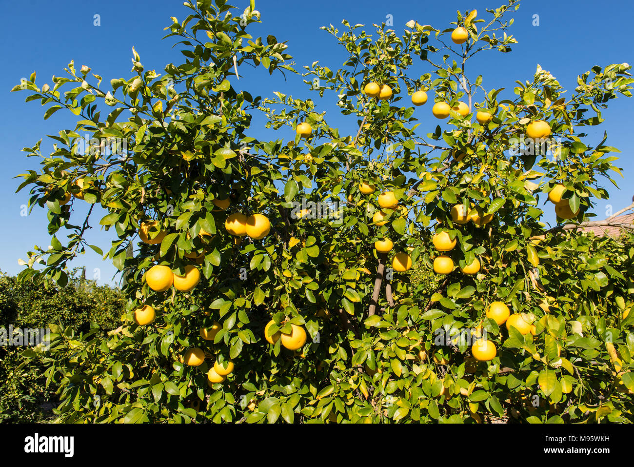 Grapefruit tree hi-res stock photography and images - Alamy