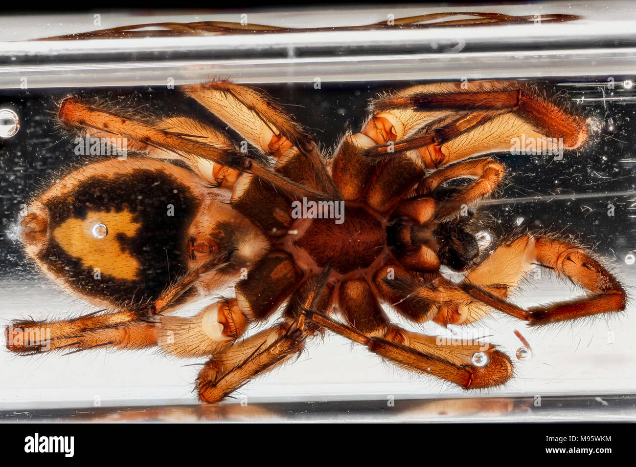 Spider, U, underside, Stock Photo