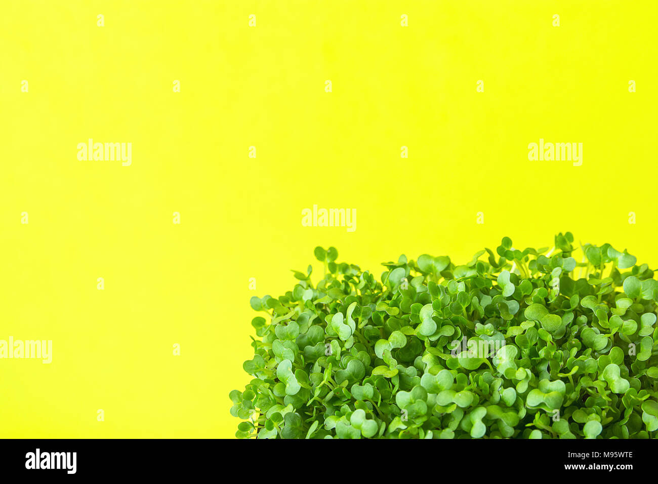 Young Fresh Green Sprouts of Potted Water Cress on Pastel Turquoise Background. Spring Gardening Healthy Plant Based Diet Food Ingredients Garnish Con Stock Photo