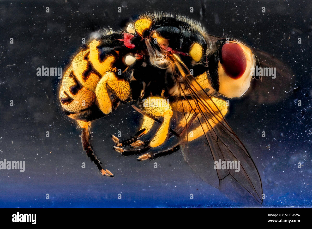 Dalmannia pacifica Fly, side, Fossil Butte Stock Photo