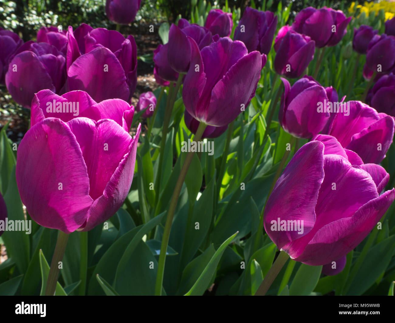 Sun shines on magenta tulips in the Conservatory garden Stock Photo